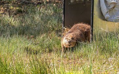 An adult beaver released into an enclosure