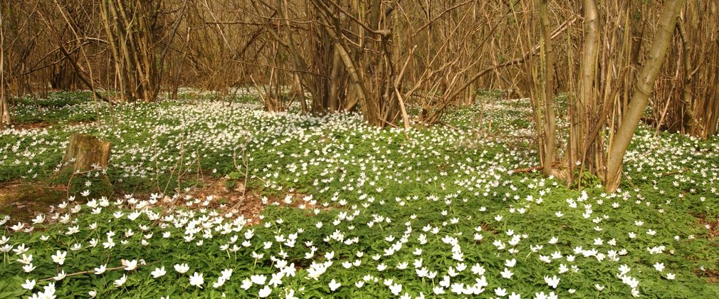 Bourne wood flowers