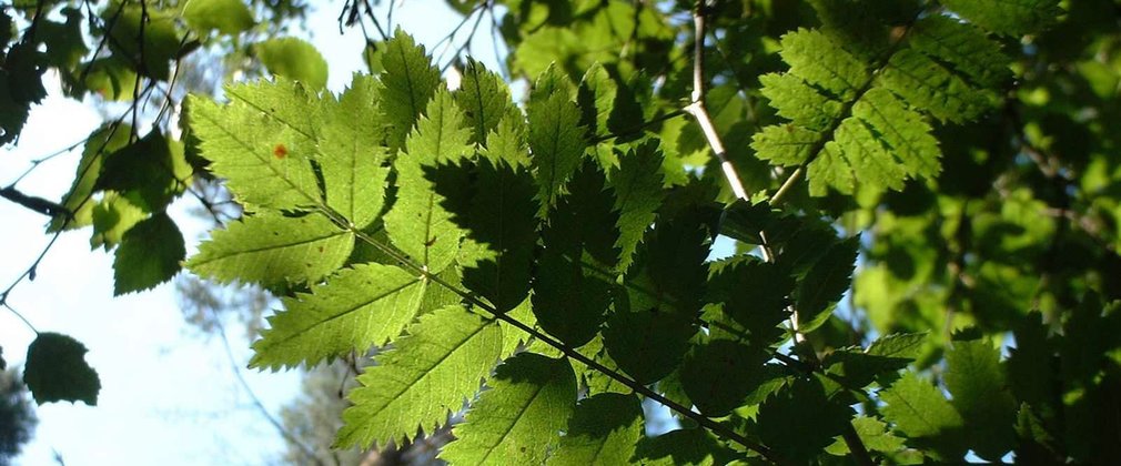 Close-up of rowan leaves against blue sky