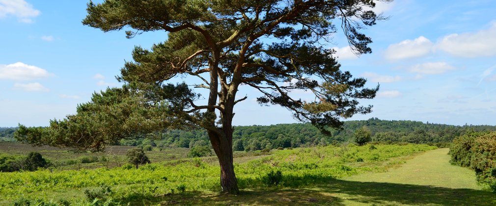 The open forest landscape within the New Forest National Park 