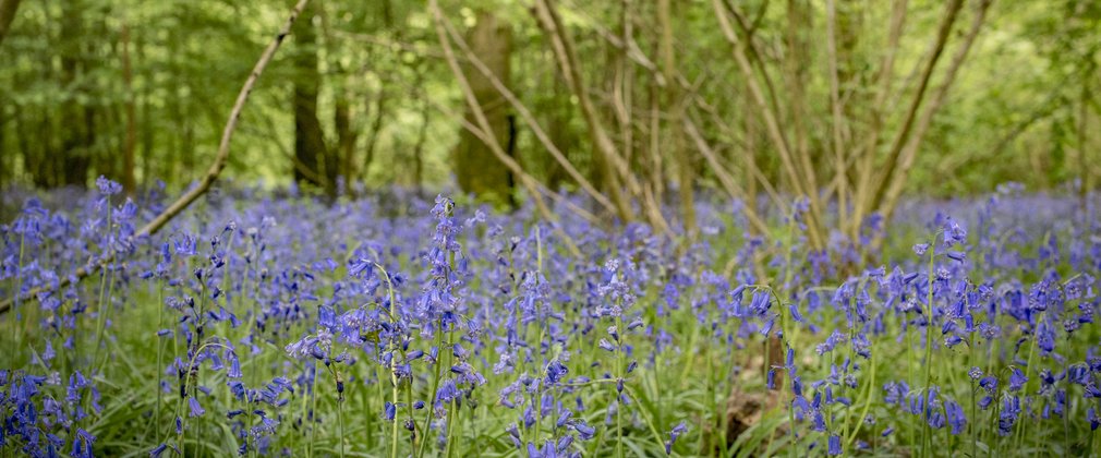 Forest floor covered in bluebells at Abbot's Wood