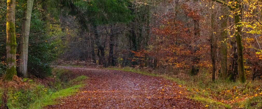 A leafy trail winding into the woods surrounded by trees in autumnal colours