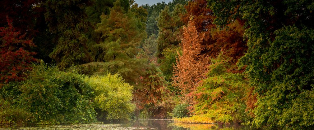 Bedgebury National Pinetum - Marshal's lake autumn colour 