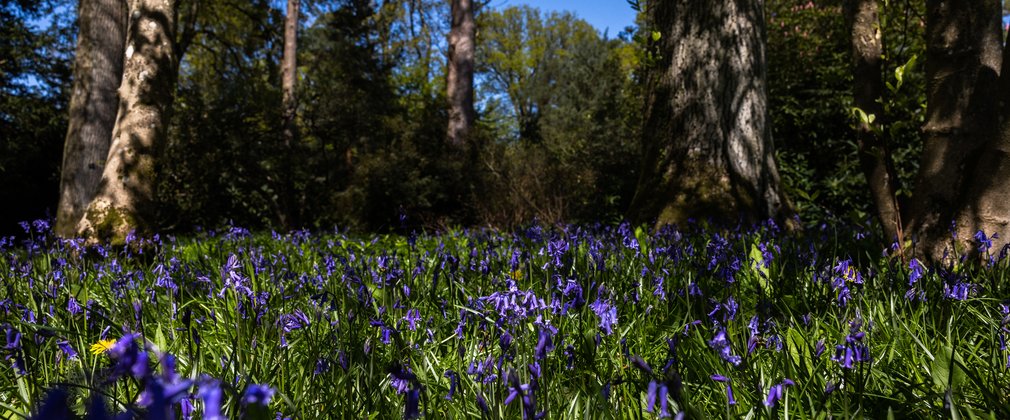 Bluebell woodland in Westonbirt Arboretum