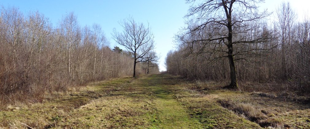 Braydon Woods open landscape