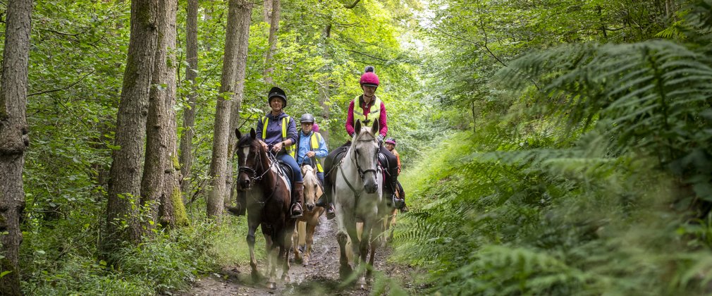 A group of horse riders in a forest