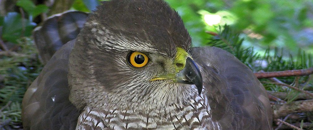 close up of Goshawk sat on its nest