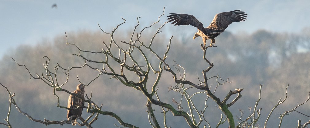 Two white-tailed eagles perched in a tree