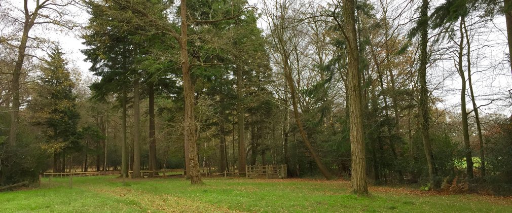 Grassy path alongside tall trees in the New Forest