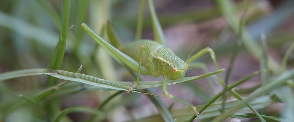 A grasshopper camouflaged in grass