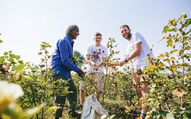 three smiling men harvesting cotton sustainably