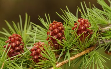 Close-up of cones on a hybrid larch