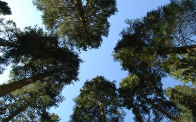 Canopy of trees from below against a blue sky