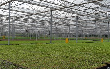 trays of tree seedlings growing in a large glasshouse