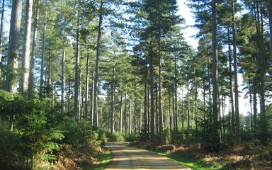 Forest Road winding through a Conifer Woodland 