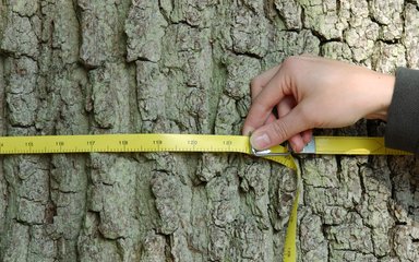 A hand holding a tree diameter tape, measuring around a tree trunk.