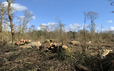 a clear fell area with logs, branches and brambles laden across the ground. 5 trees remain standing within the sparse landscape.