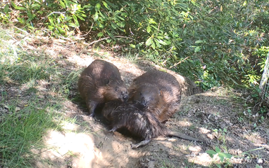 2 baby beavers