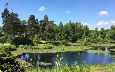 Summers day in the forest with bright greenery and lily-pads in pond