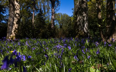 Bluebell woodland in Westonbirt Arboretum