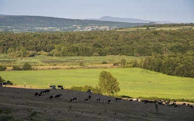 Countryside image with trees and cows