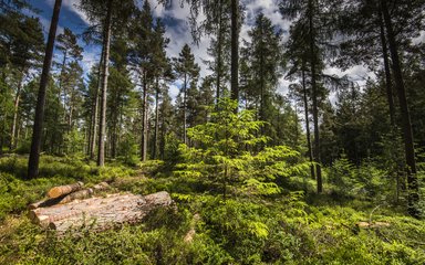 Conifer forest with looking up at the canopy with younger tree and small log pile