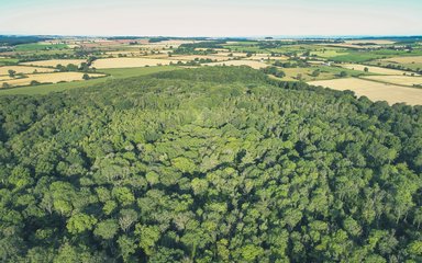 Photo is an area view of Silk Wood at Westonbirt, looking down at the lush green canopy of the ash woodlands.