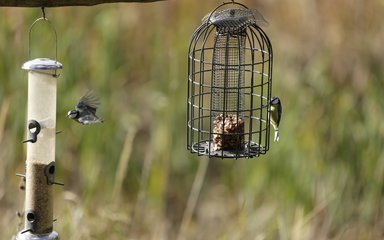 Birds feeding at wildlife hide at fineshade wood