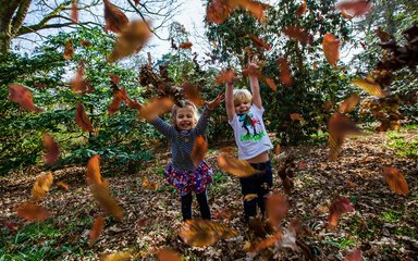 kids throwing leafs in forest