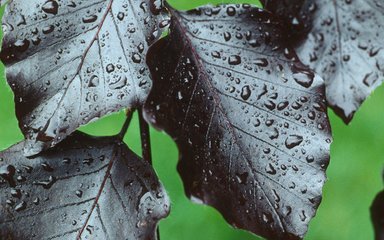 Raindrops on copper beech leaves