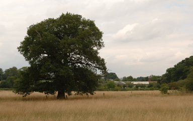 Large broadleaf tree in a field of long grass on cloudy day