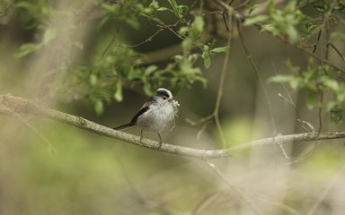 Long tailed tit bird