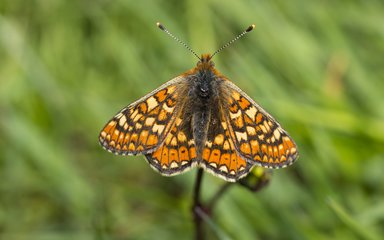 Marsh fritillary butterfly displaying wings with grass in the background
