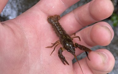 White Clawed Cray Fish on a ecologists hand