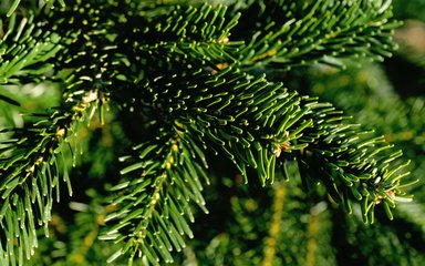 Close-up of needles on a Noble fir tree
