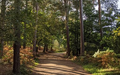 Tree-lined walking trail at Delamere Forest