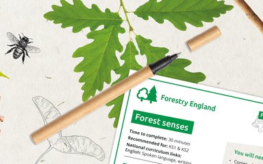 Graphic design banner showing leaves, pine cone, pen and example worksheet