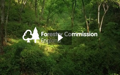 Shape the future of forest management in the Forest of Dean
