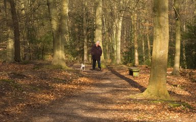 Man walking dog through autumnal forest