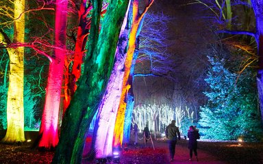 People walking under colourful trees