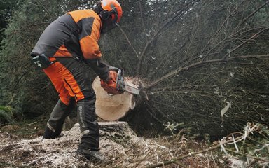 Man chopping down tree