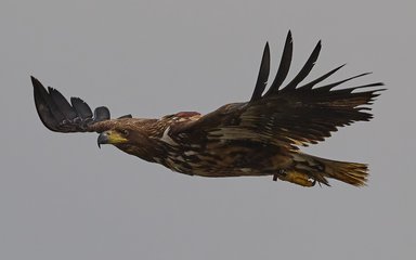 Close up of white-tailed eagle in flight