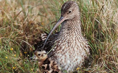 Curlew nesting in the grass with a chick