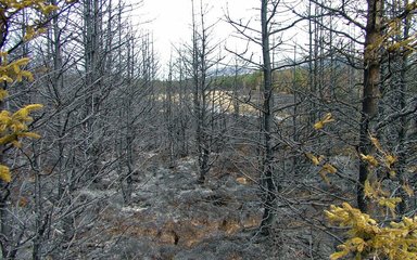 deadwood left by forest fire