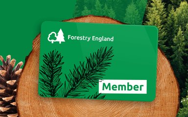 Forestry England Membership card on a wooden trunk