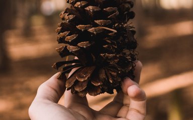Holding a pine cone