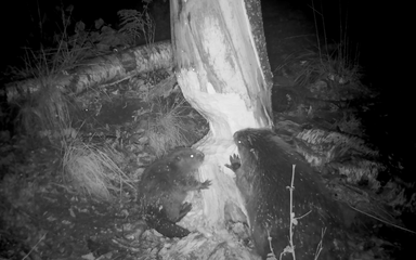 Adult beaver and young beaver gnawing on a tree trunk