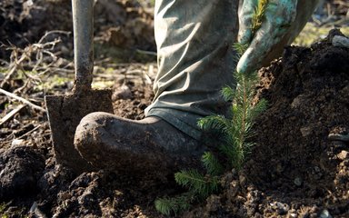 Close up of boot planting small tree 