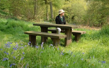 A individual sitting on a picnic table within bluebells
