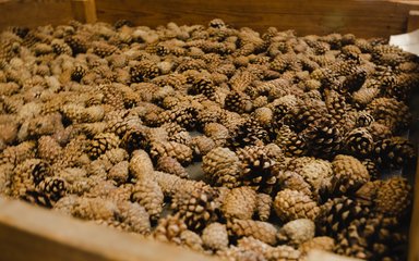 Pine cones at Forestry England's seed extractory